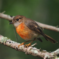 Norfolk Robin